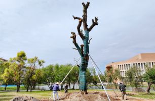 陽江一中校友向母校捐贈(zèng)200余棵樹木